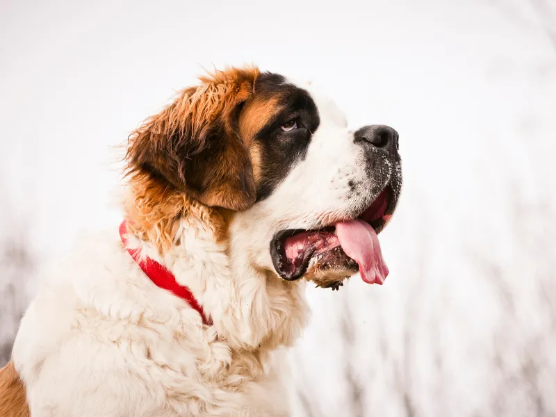Saint Bernard face profile showing massive head, and jowls