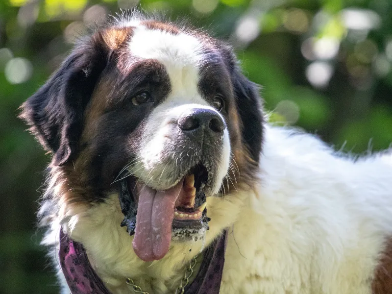 Saint Bernard portrait with characteristic droopy jowls