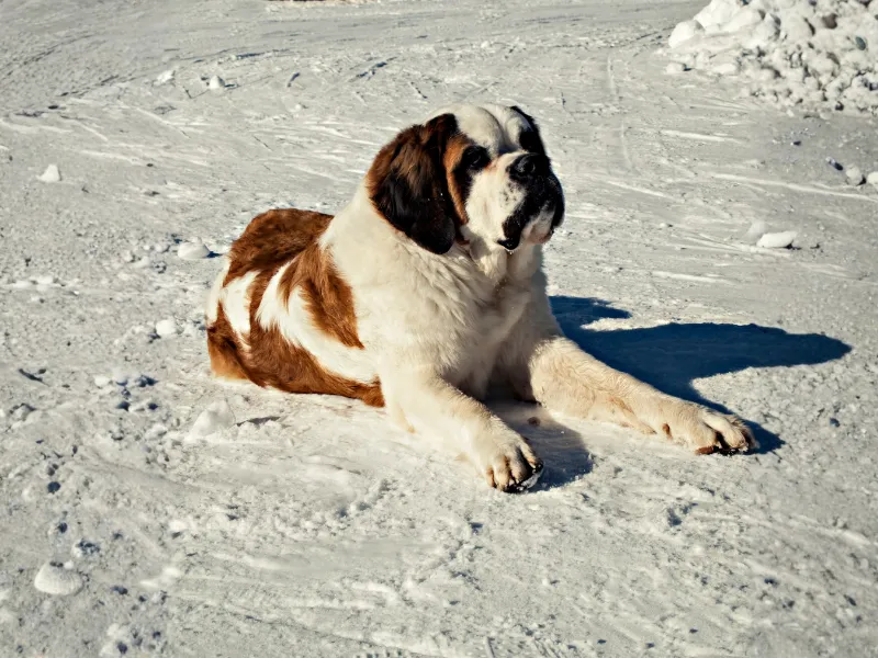 Saint Bernard laying in the snow