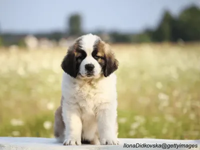 Saint Bernard