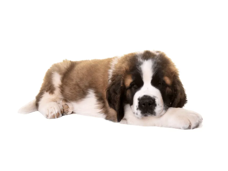 Saint Bernard puppy with sweet expression