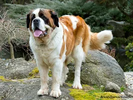 Saint Bernard