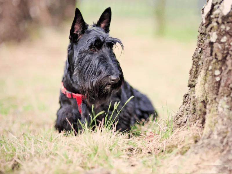 Scottish Terrier beside a tree