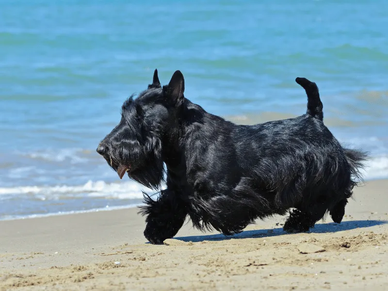 Scottish Terrier running along the beach
