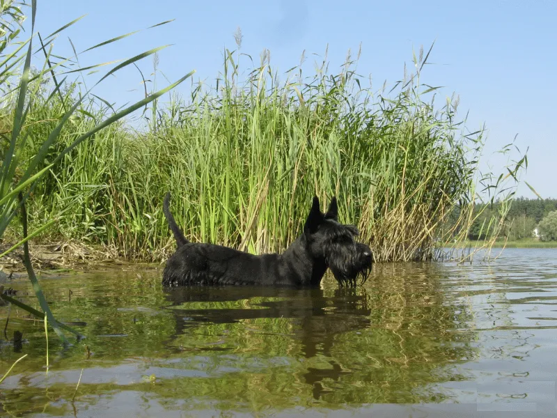 Scottish Terrier swimming in a pond