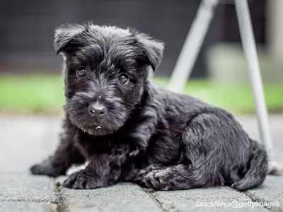Scottish Terrier Puppy