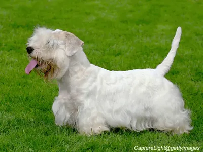 Sealyham Terrier