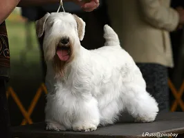 Sealyham Terrier