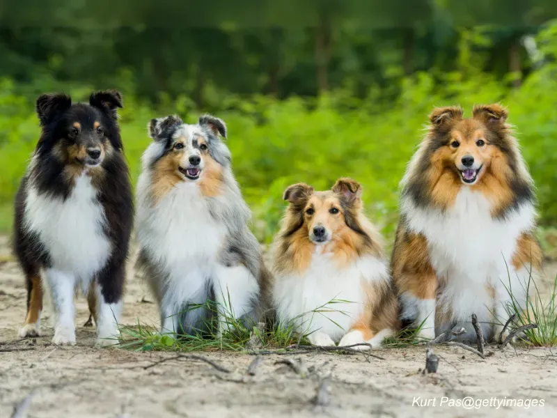 Four Shelties posing for the camera