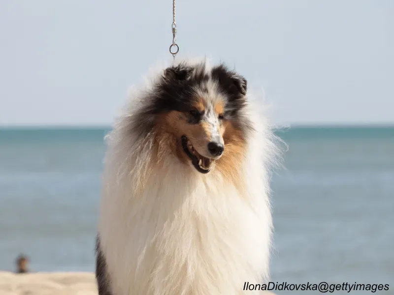 Blue Merle Sheltie at the beach