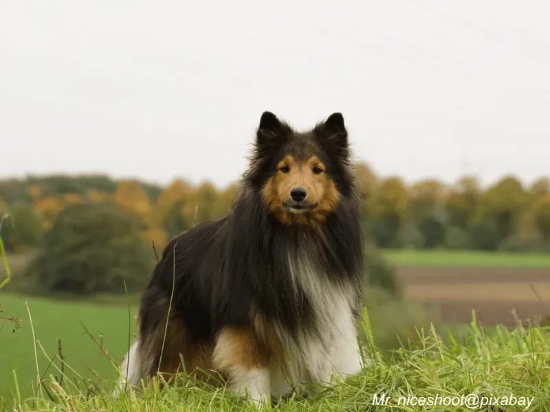 Shetland Sheepdog alert expression