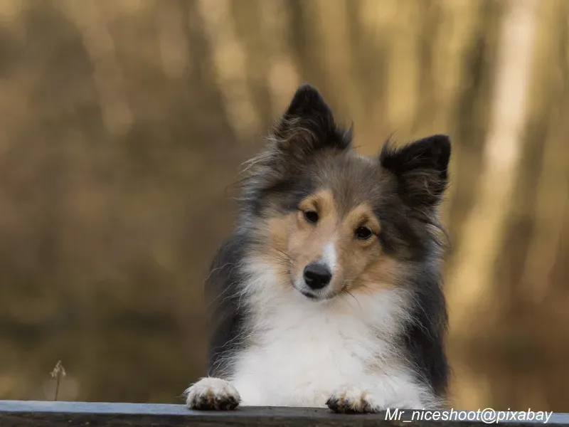 Shetland Sheepdog puppy with bright eyes