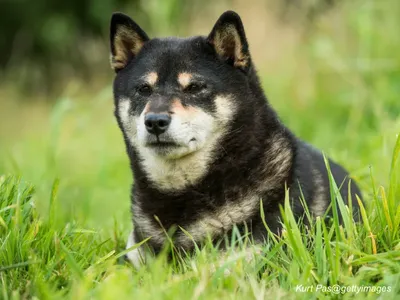 Shiba Inu