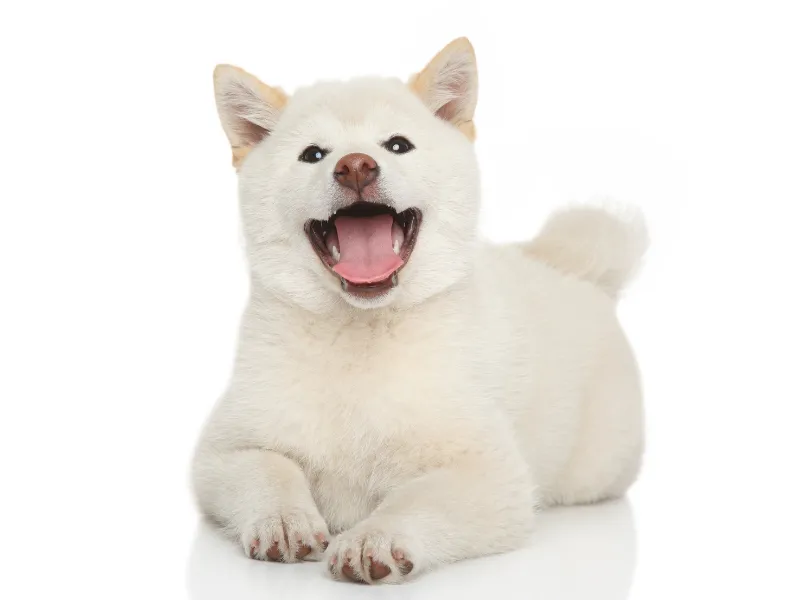 Cute 'smiling' cream Shiba Inu