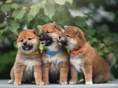 Shiba Inu Puppies