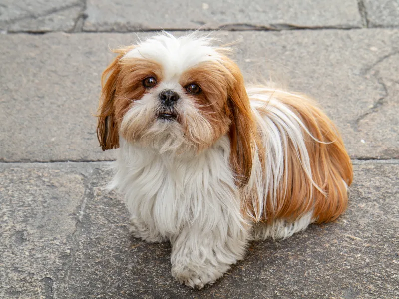 Adorable Shih Tzu sitting outside