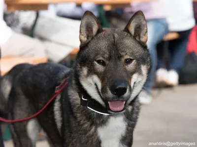 Shikoku Dog