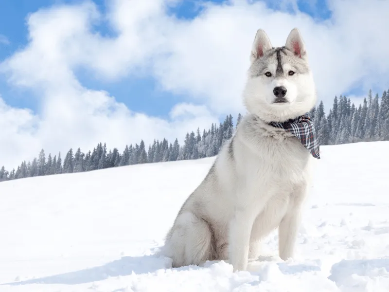 Siberian Husky