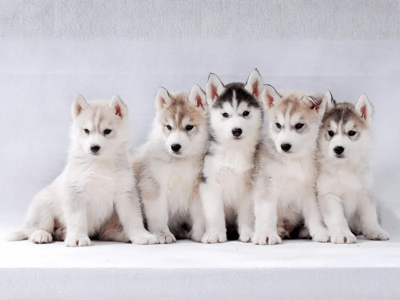 Siberian Husky puppies