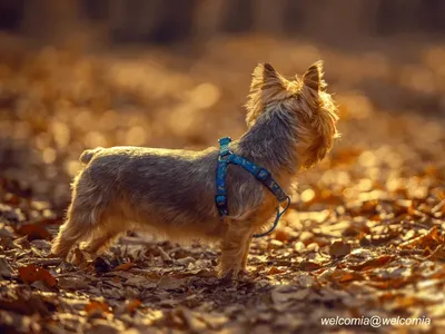 Silky Terrier