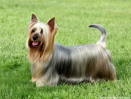 Silky Terrier