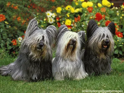 Skye Terrier