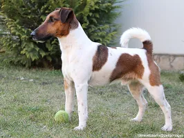 Smooth Fox Terrier
