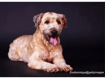 Soft-Coated Wheaten Terrier