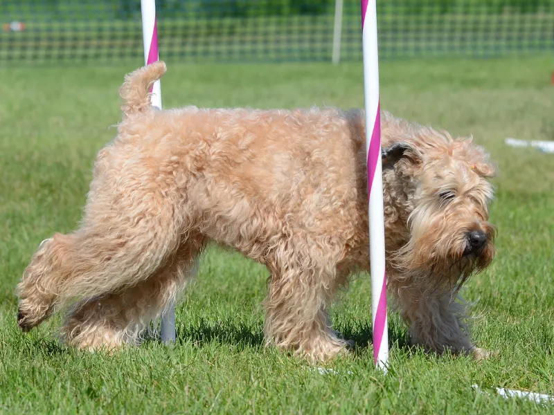 Soft-Coated Wheaten Terrier competing in agility, completing the weave poles
