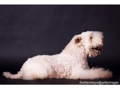Soft-Coated Wheaten Terrier