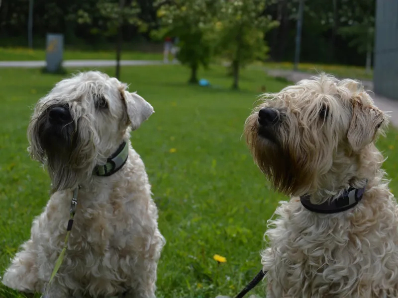 Two Soft-Coated Wheaten Terriers
