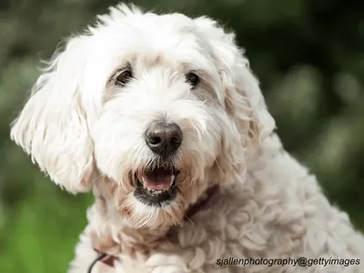 Soft-Coated Wheaten Terrier