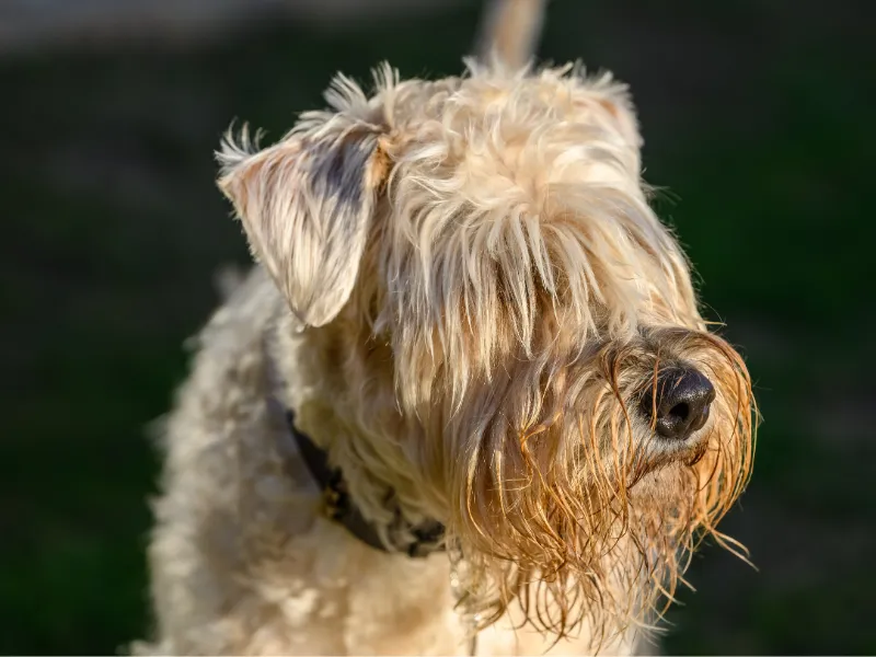Soft-Coated Wheaten Terrier head profile