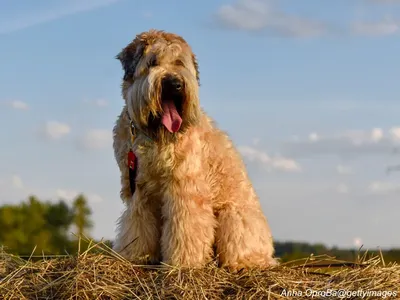 Soft-Coated Wheaten Terrier
