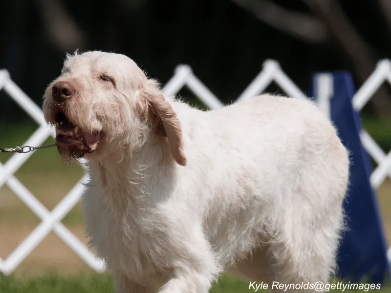 Spinone Italiano