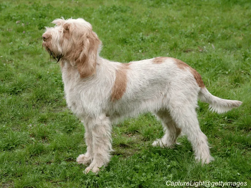 Spinone Italiano