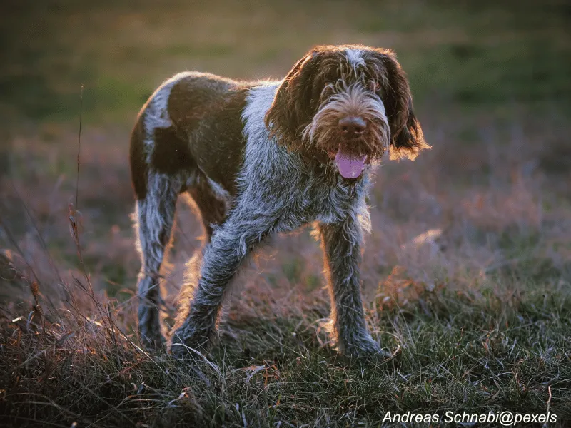 Spinone Italiano