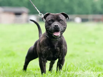Staffordshire Bull Terrier