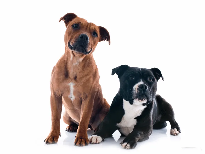 Two sweet Staffordshire Bull Terriers