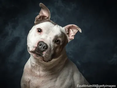 Staffordshire Bull Terrier