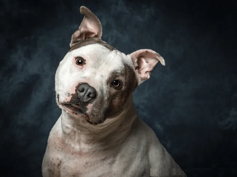 Sweet Staffordshire Bull Terrier face profile