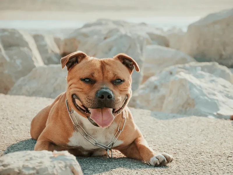 Staffordshire Bull Terrier laying down