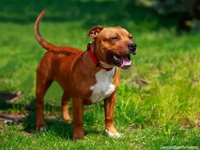 Staffordshire Bull Terrier