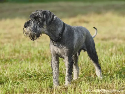 Standard Schnauzer