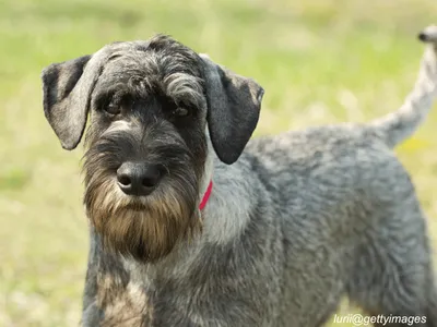 Standard Schnauzer