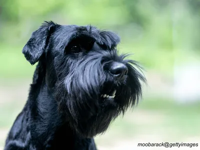 Standard Schnauzer