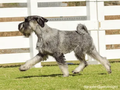 Standard Schnauzer