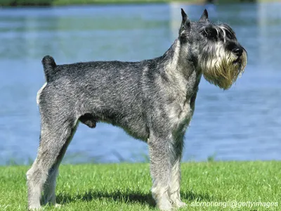 Standard Schnauzer