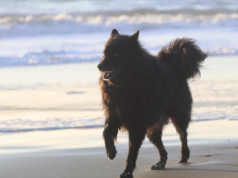 Swedish Lapphund running on the beach