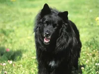 Swedish Lapphund